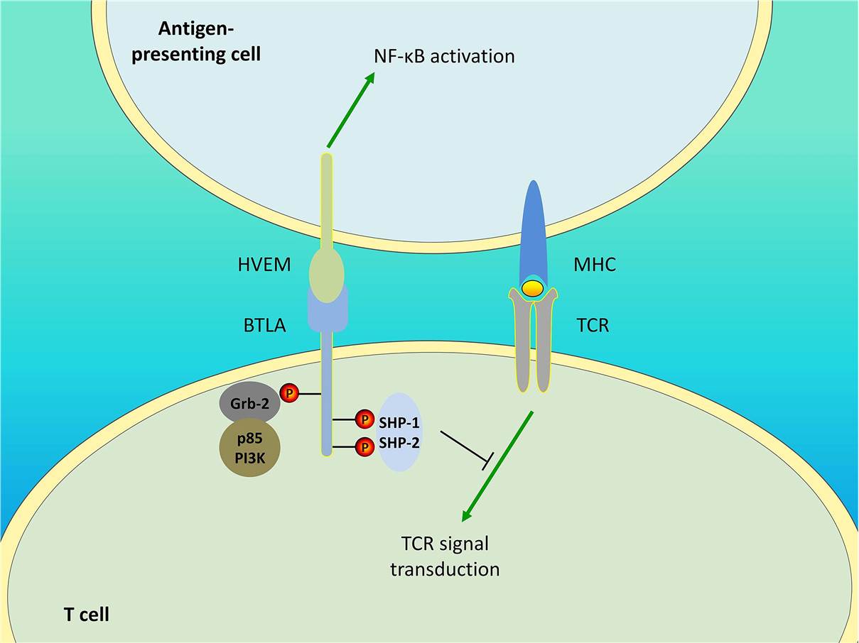 Bidirectional signaling between BTLA and HVEM. (Ning, 2021)