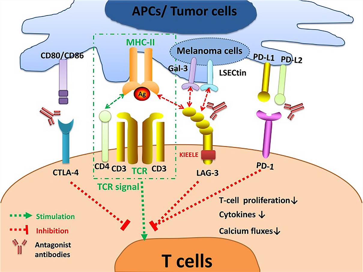 Fig.1 LAG-3 signaling and its interaction with other immune checkpoint pathways.