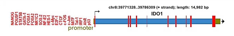 The structure of the IDO1 gene. (Hornyák, 2018)
