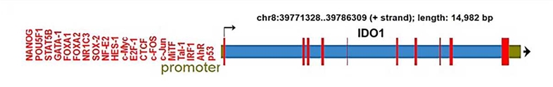 Fig.1 The genomic structure of the IDO1 gene.
