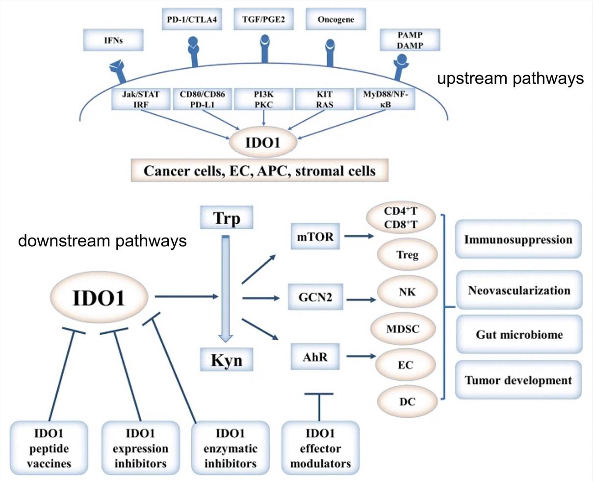 Regulation, function, and targeting of IDO1 in cancer. (Liu, 2018)