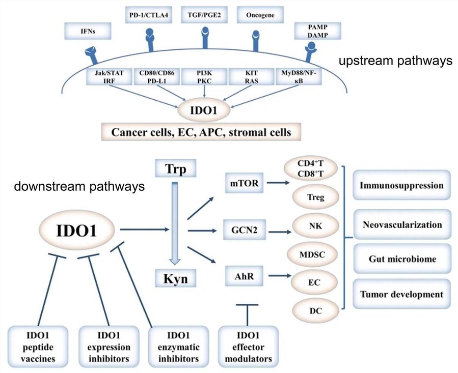 Fig.2 Regulation, role, and therapeutic targeting of IDO1 in cancer.