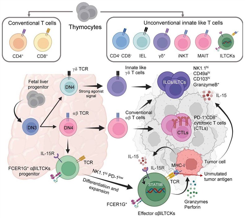 Fig.1 The role of thymus-derived cytotoxic tissue-resident innate lymphoid cells in the TME: differentiation, activation, and a novel immune sentinel. (OA Literature)