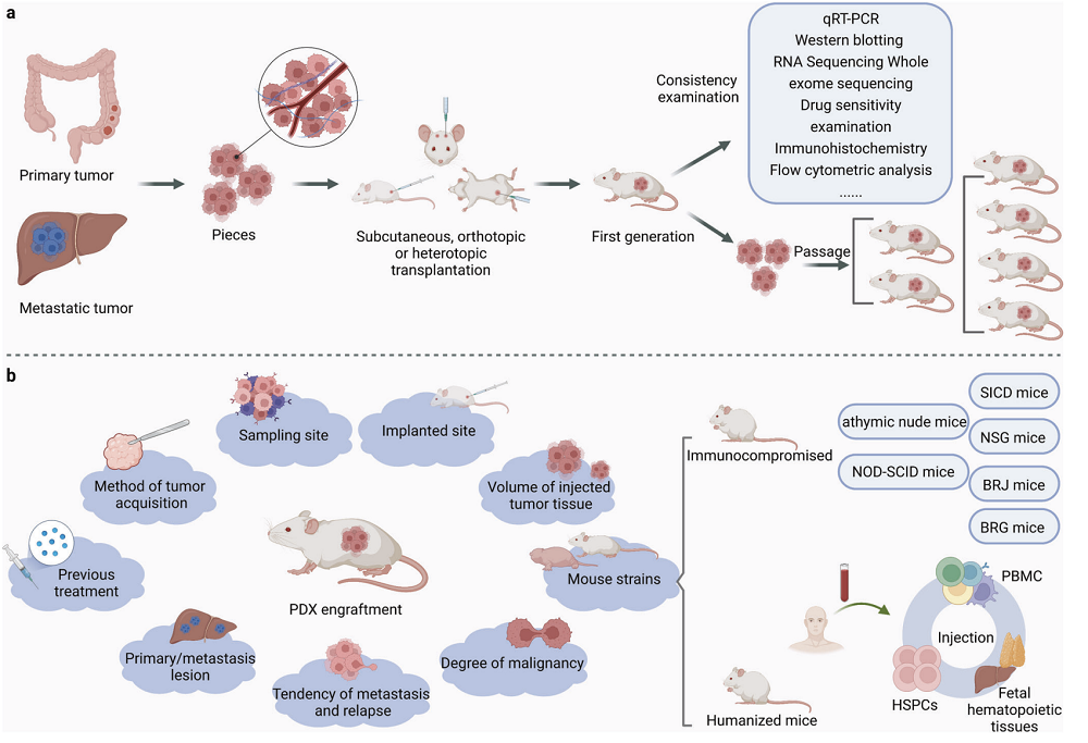 The Establishment of PDX. (Liu, et al., 2023)