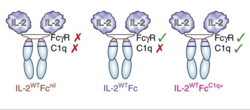 Fig.1 Design of IL-2-Fc fusions, detailing the status of key Fc effector sites: Fc gamma R and C1q binding. (OA Literature)