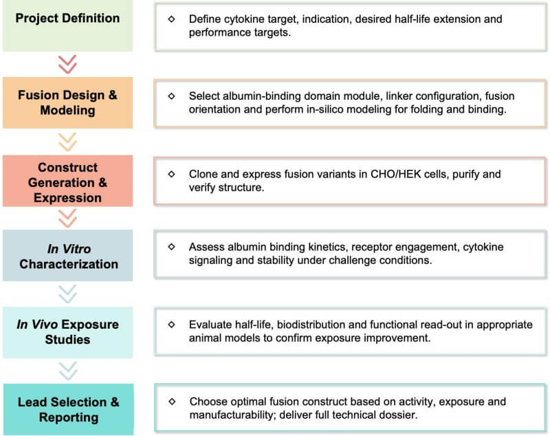 Workflow of albumin-binding domain-cytokine fusion protein development. (Creative Biolabs Original)