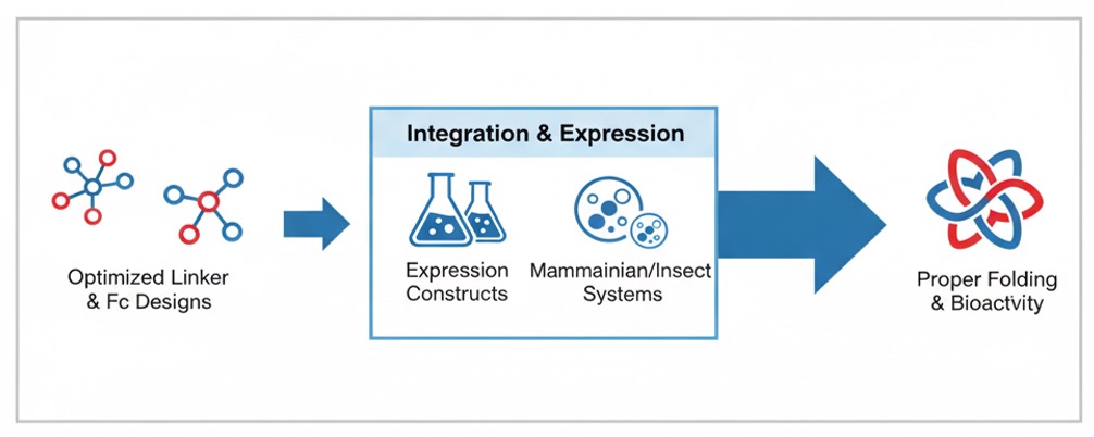 Fusion construction & expression. (Creative Biolabs Original)