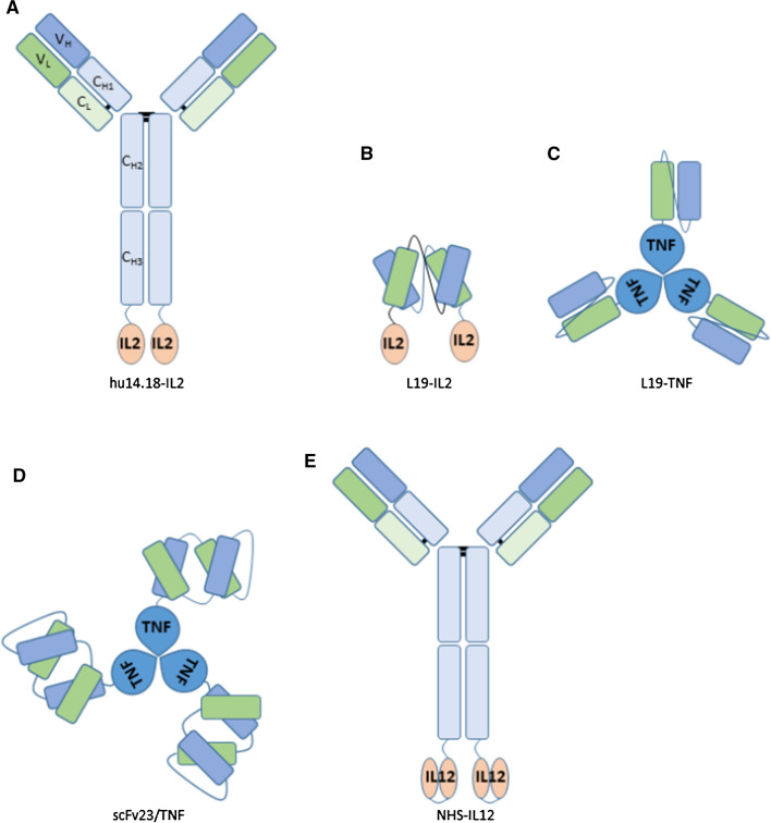 Fig.1 Illustration of diverse immunocytokine configurations under investigation in ongoing preclinical and clinical studies. (OA Literature)