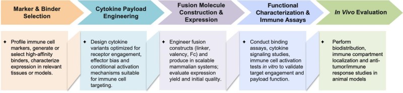 Workflow of immune cell compartment targeted immunocytokine development. (Creative Biolabs Original)