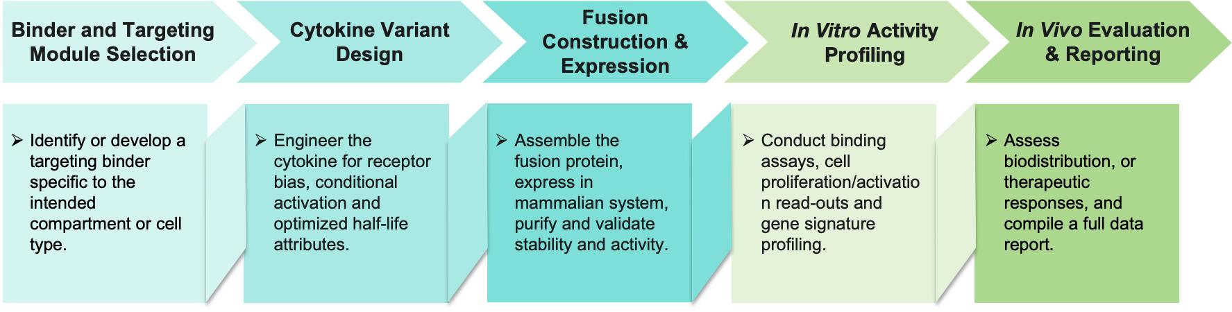 Workflow of activity-by-targeting cytokine engineering. (Creative Biolabs Original)