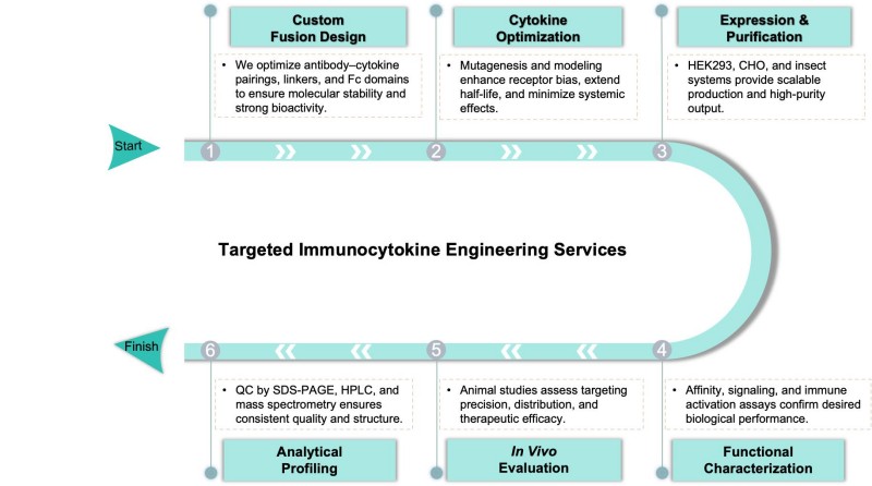 Workflow of targeted immunocytokine engineering. (Creative Biolabs Original)