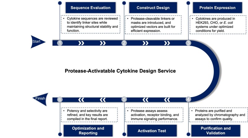 Workflow of protease-activatable cytokine design. (Creative Biolabs Original)