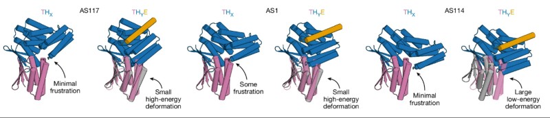 Fig.1 Evaluation of three distinct cytokine engineering approaches. (OA Literature)