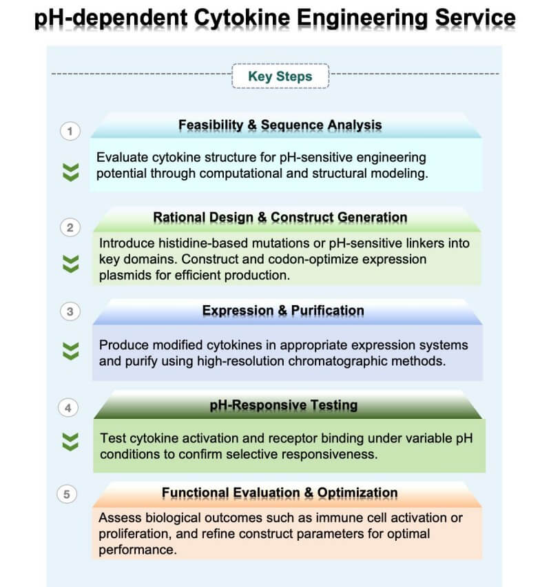 Workflow of pH-dependent cytokine engineering. (Creative Biolabs Original)