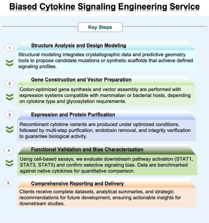 Workflow of biased cytokine signaling engineering. (Creative Biolabs Original)