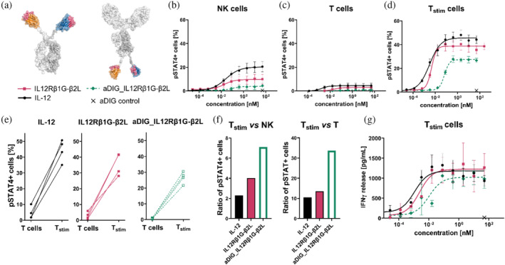 Fig.1 Through advanced antibody engineering, researchers have generated an IL-12 mimetic with a pronounced preference for signaling in activated T cells. (OA Literature)