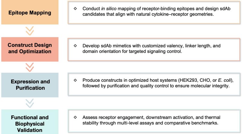 Workflow of sdAb mimetic engineering. (Creative Biolabs Original)