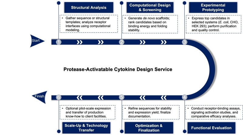 Workflow of de novo designed protein mimetic engineering. (Creative Biolabs Original)