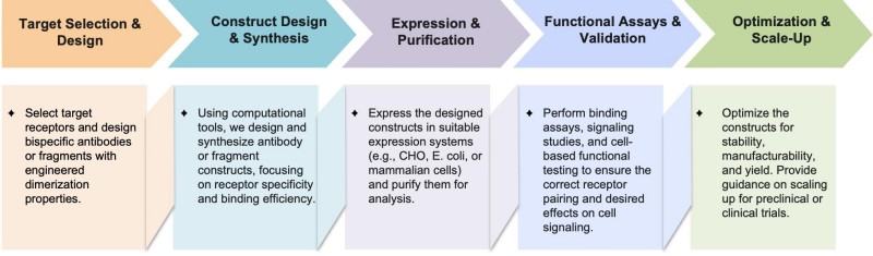 Workflow of receptor dimerization antibody & fragment engineering. (Creative Biolabs Original)