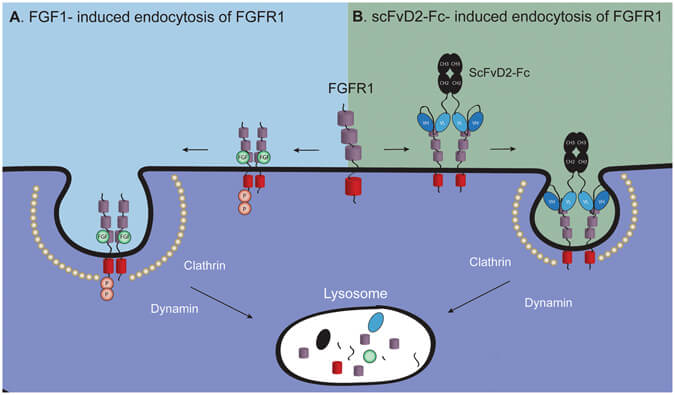 Fig.1 A model describing the endocytic process of FGFR1 triggered by growth factors and bivalent antibodies. (OA Literature)