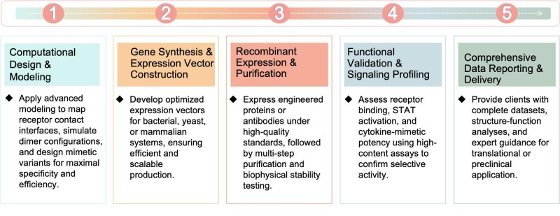 Workflow of cytokine mimetic development. (Creative Biolabs Original)