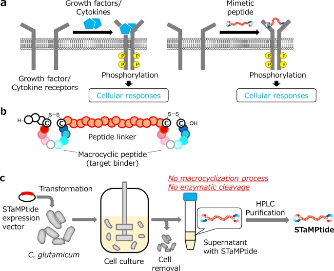 Fig.1 By linking macrocyclic peptide binders into dimers, researchers have successfully converted them into potent mimetics of growth factors and cytokines. (OA Literature)