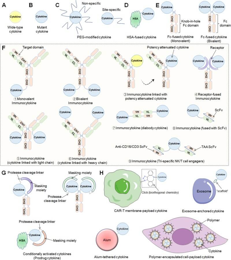 Fig.1 Different protein engineering strategies to optimize the drug-like properties of cytokine therapeutics. (OA Literature)