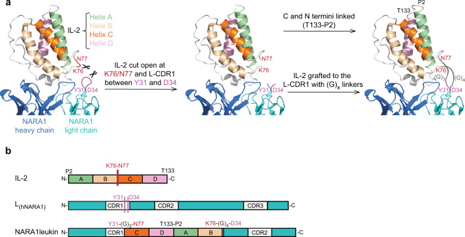 aphical representation of the strategy followed for the generation of NARA1leukin. (OA Literature)