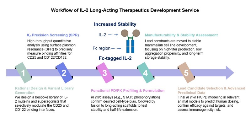 Core steps of IL-2 long-acting therapeutics development service. (Creative Biolabs Original)