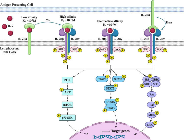 Fig 1. Signaling through the IL-2 receptor (IL-2R) pathway. (OA Literature)