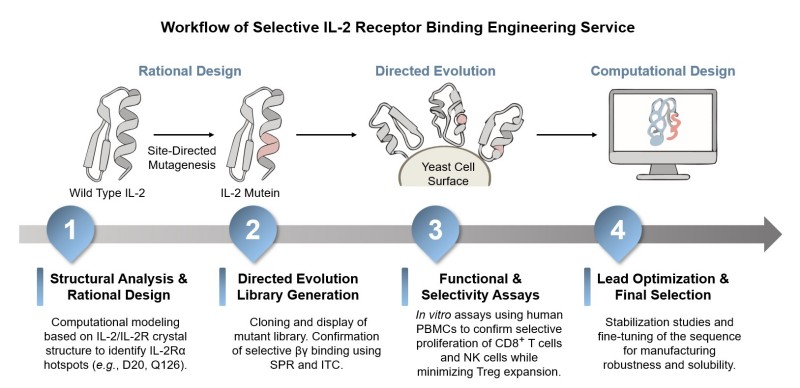 Core steps of selective IL-2 receptor binding engineering. (Creative Biolabs Original)
