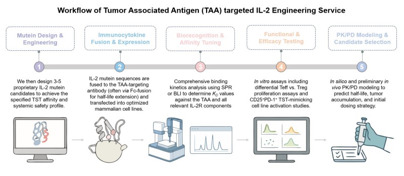 Core steps of TAA targeted IL-2 engineering service. (Creative Biolabs Original)