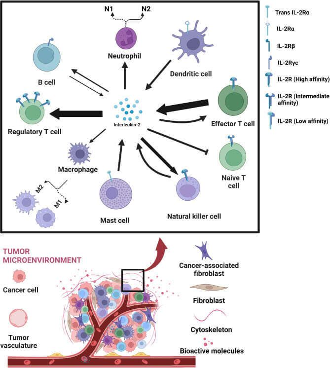 Fig 1. IL-2/IL-2R in the TME. (OA Literature)