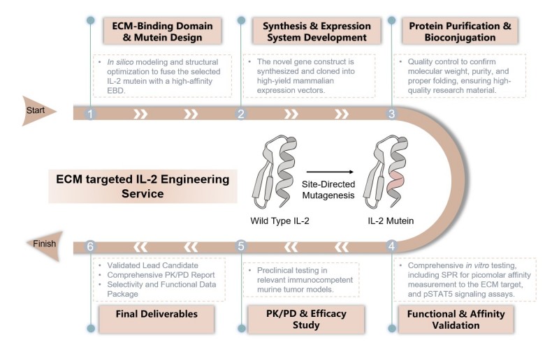 Core steps of ECM targeted IL-2 engineering service. (Creative Biolabs Original)