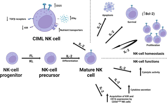 Fig 1. Targeted IL-2 engineering for NK cell immunotherapy. (OA Literature)