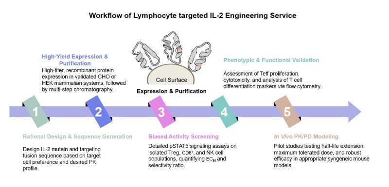 Core steps of lymphocyte targeted IL-2 engineering service. (Creative Biolabs Original)
