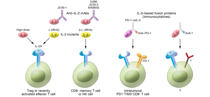 Fig 1. IL-2 may preferentially target high-affinity IL-2R present on Treg cells and recently activated effector T cells. (OA Literature)