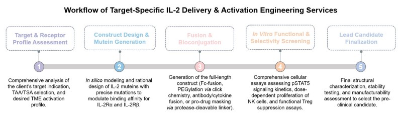Core steps of target-specific IL-2 delivery & activation engineering service. (Creative Biolabs Original)