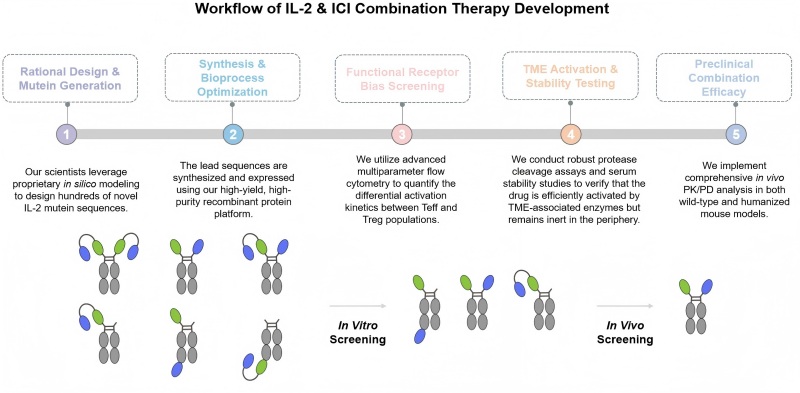 Core steps of IL-2 & ICI combination therapy development service. (Creative Biolabs Original)