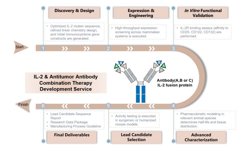 Core steps of IL-2 & antitumor antibody combination therapy development. (Creative Biolabs Original)