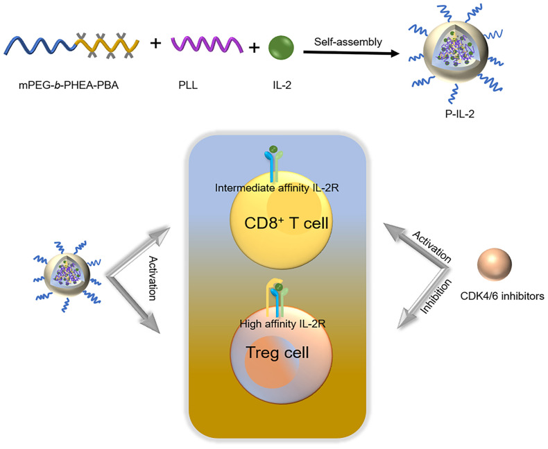 Fig 1. Scheme of P-IL-2 preparation and the combined mechanism of P-IL-2 and CDK4/6 inhibitors. (OA Literature)