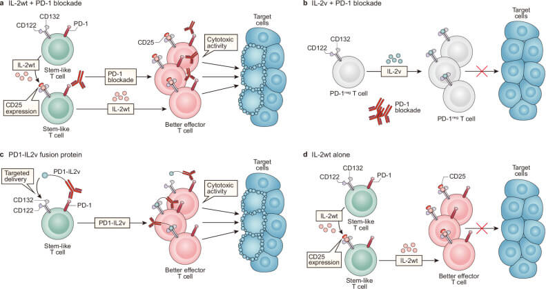 Fig.1 Engineering IL-2 for synergistic combination with immune checkpoint blockade in cancer. (OA Literature)