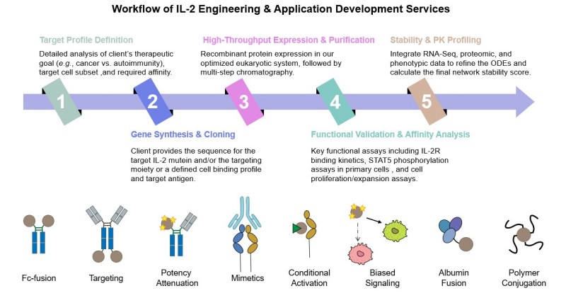 IL-2 engineering strategies for targeted immunotherapy. (Creative Biolabs Original)