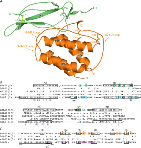 Fig 1. Features of the IL-15·IL-15Rα complex. (OA Literature)