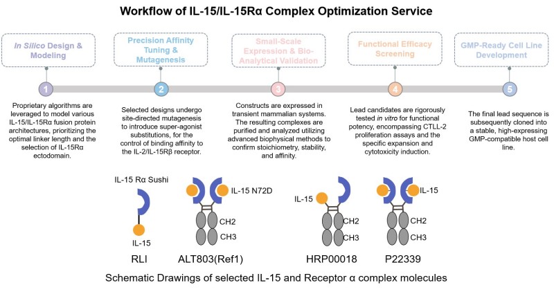 Core steps of IL-15/IL-15Rα complex optimization service. (Creative Biolabs Original)