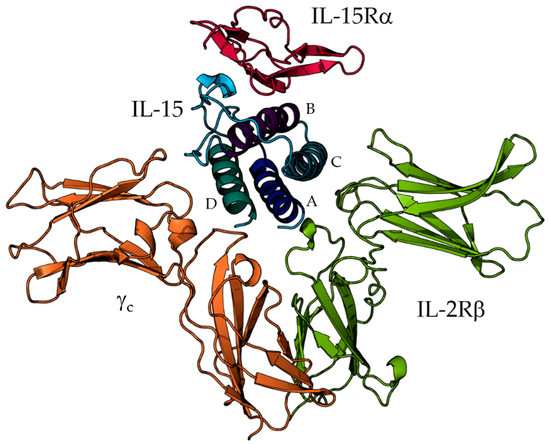 Fig 1. The four-α-helix core of IL-15. (OA Literature)