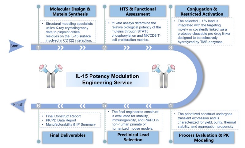 Core steps of IL-15 potency modulation engineering. (Creative Biolabs Original)