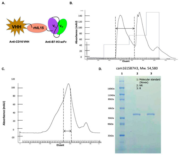 Fig 1. Construction and isolation of cam1615B7H3 tri-specific killer engager. (OA Literature)