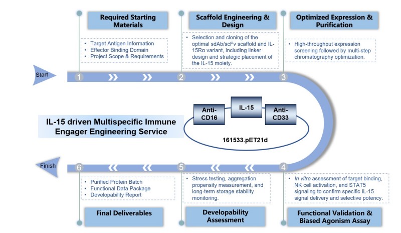 Core steps of IL-15 driven multispecific immune engager engineering service. (Creative Biolabs Original)