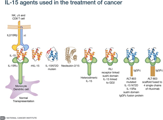 Fig 1. IL-15 agents are used in the treatment of cancer. (OA Literature)